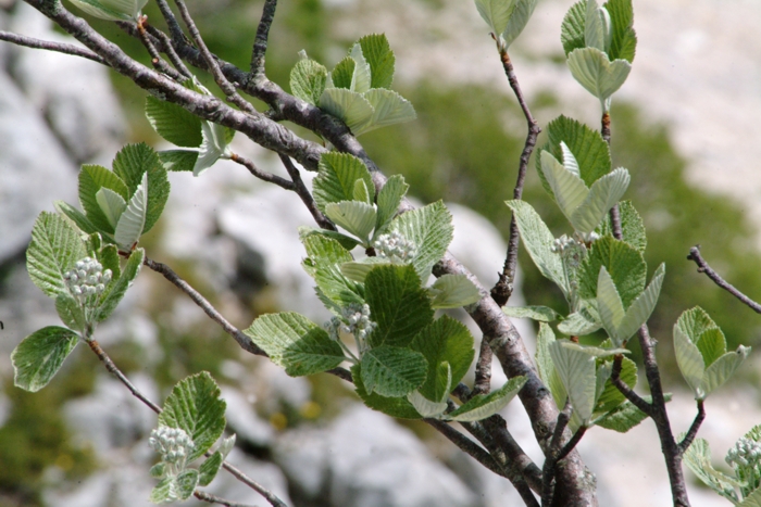 Sorbus aria